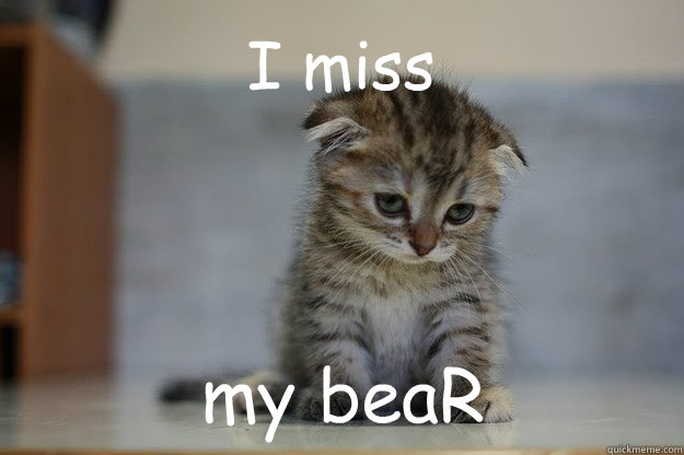 I miss my beaR - I miss my beaR  Sad Kitten