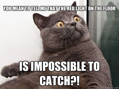 you mean to tell me that the red light on the floor is impossible to catch?! - you mean to tell me that the red light on the floor is impossible to catch?!  conspiracy cat