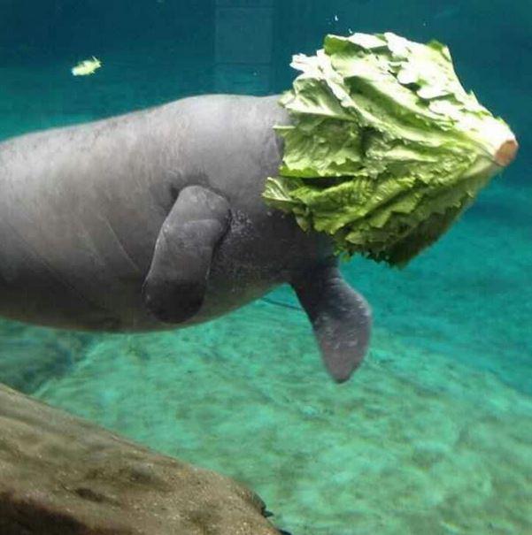 I love manatees because they are so majestic. -   Misc