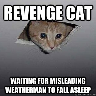 Revenge Cat  waiting for misleading weatherman to fall asleep  Ceiling Cat