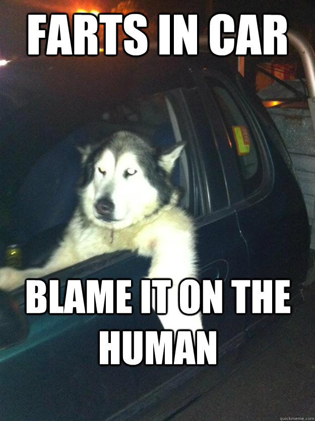 farts in car blame it on the human - farts in car blame it on the human  Mean Dog