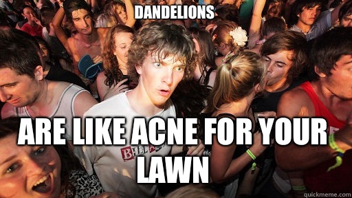Dandelions Are like acne for your lawn  Sudden Clarity Clarence