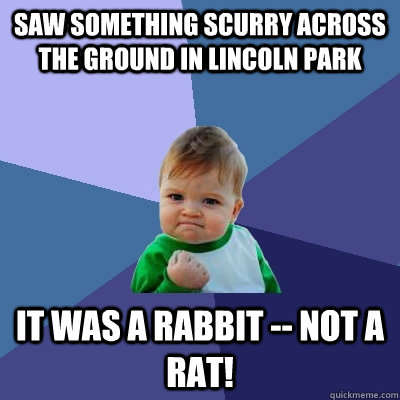 saw something scurry across the ground in Lincoln Park It was a rabbit -- NOT a rat!  Success Kid