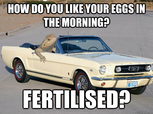 How do you like your eggs in the morning? Fertilised?  Pickup Dragon