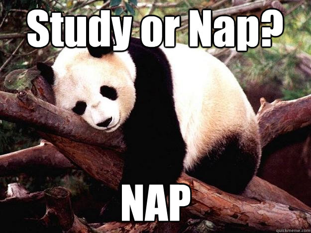 Study or Nap? NAP - Study or Nap? NAP  Procrastination Panda