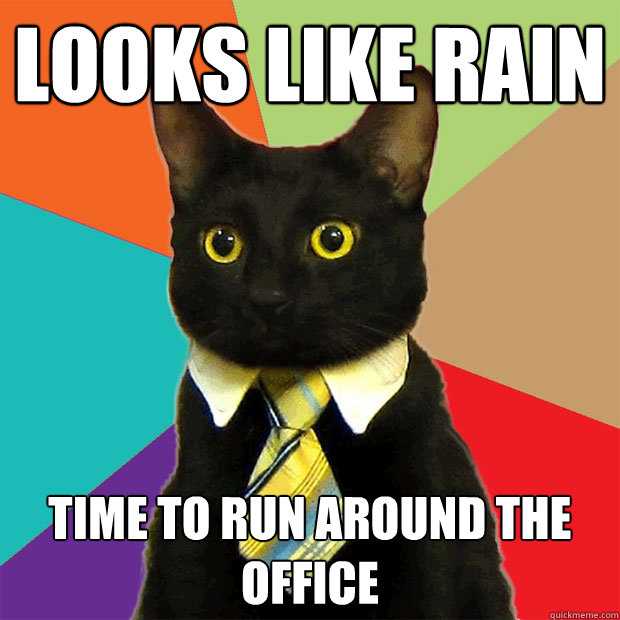 Looks like rain Time to run around the office - Looks like rain Time to run around the office  Business Cat