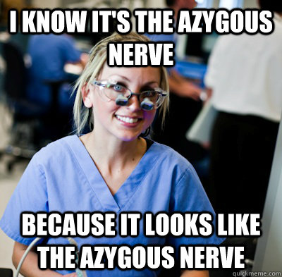 I know it's the azygous nerve because it looks like the azygous nerve  overworked dental student