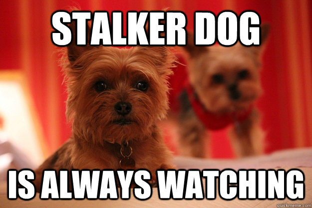 stalker dog is always watching  