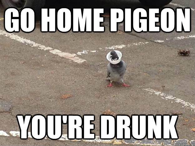 Go home pigeon you're drunk  DRUNK PIGEON