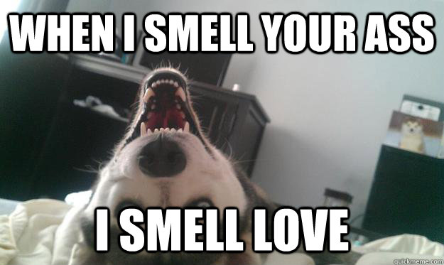 When i smell your ass i smell love - When i smell your ass i smell love  Over Obsessive Dog