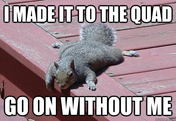 I made it to the quad go on without me - I made it to the quad go on without me  Lazy Squirrel