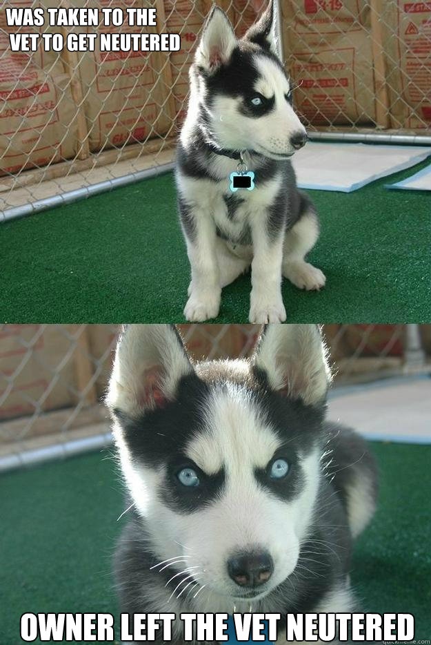 Was taken to the
 vet to get neutered owner left the vet neutered  Insanity puppy