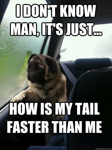 I don't know man, It's just... How is my tail faster than me - I don't know man, It's just... How is my tail faster than me  Introspective Pug