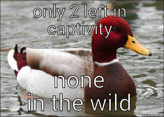 ONLY 2 LEFT IN CAPTIVITY NONE IN THE WILD Malicious Advice Mallard