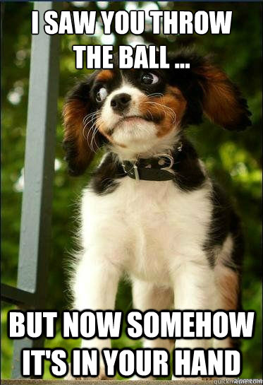 I saw you throw the ball ... but now somehow it's in your hand  Suspicious Puppy