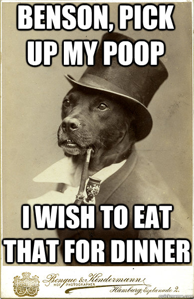 benson, pick up my poop i wish to eat that for dinner  Old Money Dog