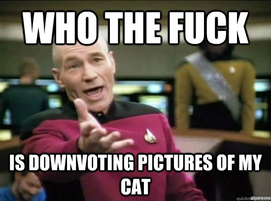 Who the fuck is downvoting pictures of my cat  Annoyed Picard HD