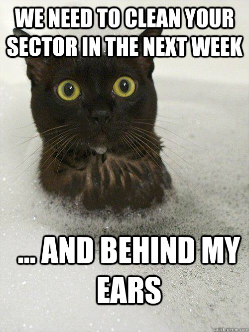 We need to clean your sector in the next week ... And behind my ears  Clean Buisness cat