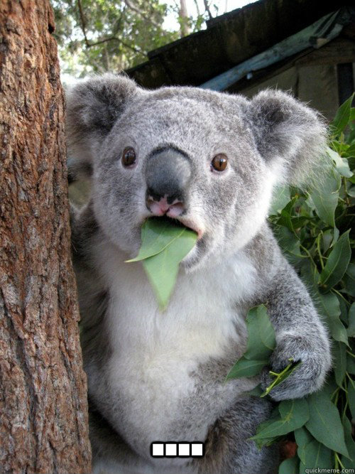  ....  Surprised Koala