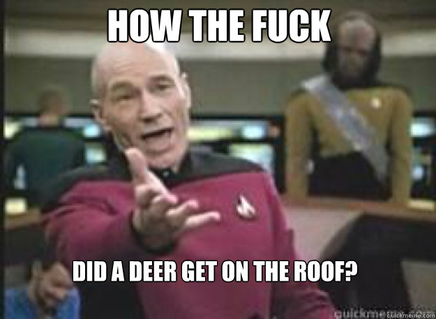How the fuck Did a deer get on the roof?  What the Fuck