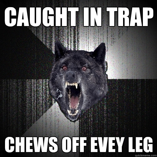 caught in trap chews off evey leg  Insanity Wolf