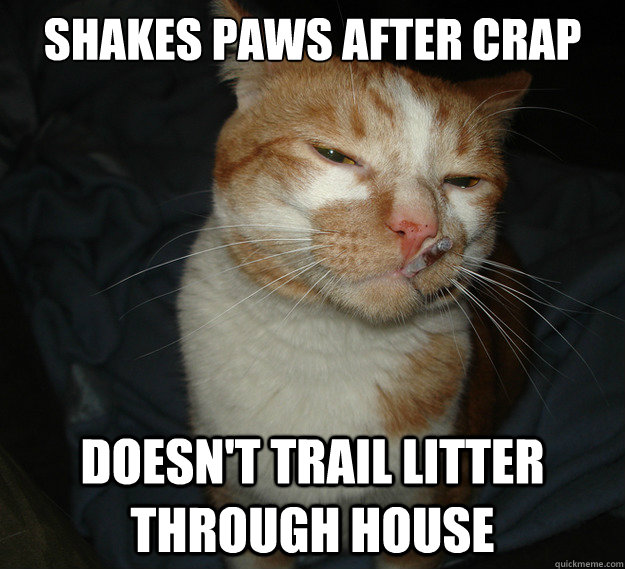 shakes paws after crap doesn't trail litter through house  Cool Cat Craig