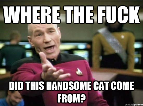 Where the fuck did this handsome cat come from?  Annoyed Picard HD