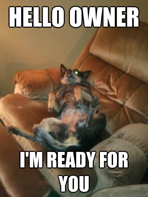 Hello owner I'm ready for you  