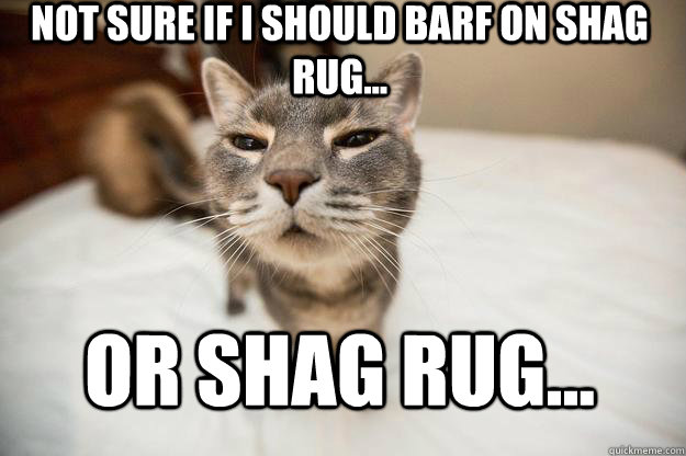 not sure if I should barf on shag rug...  or shag rug...  