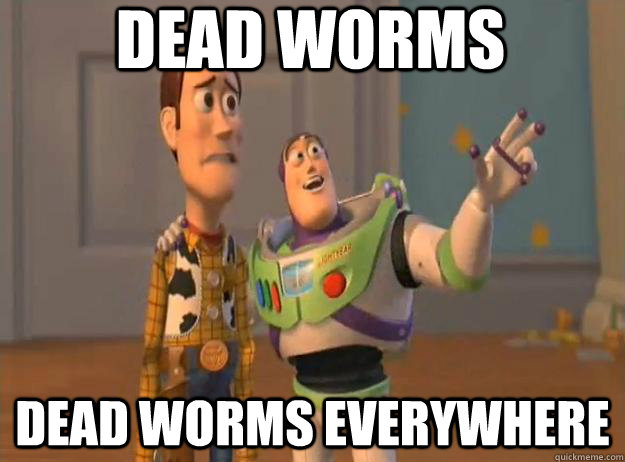 dead worms dead worms everywhere  