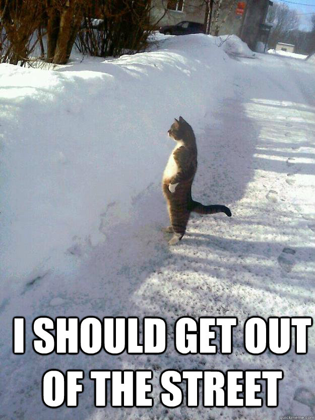  I should get out of the street  CatSnowbank
