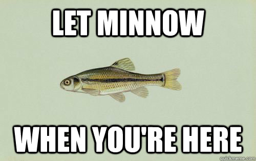 let minnow when you're here  minnow fish
