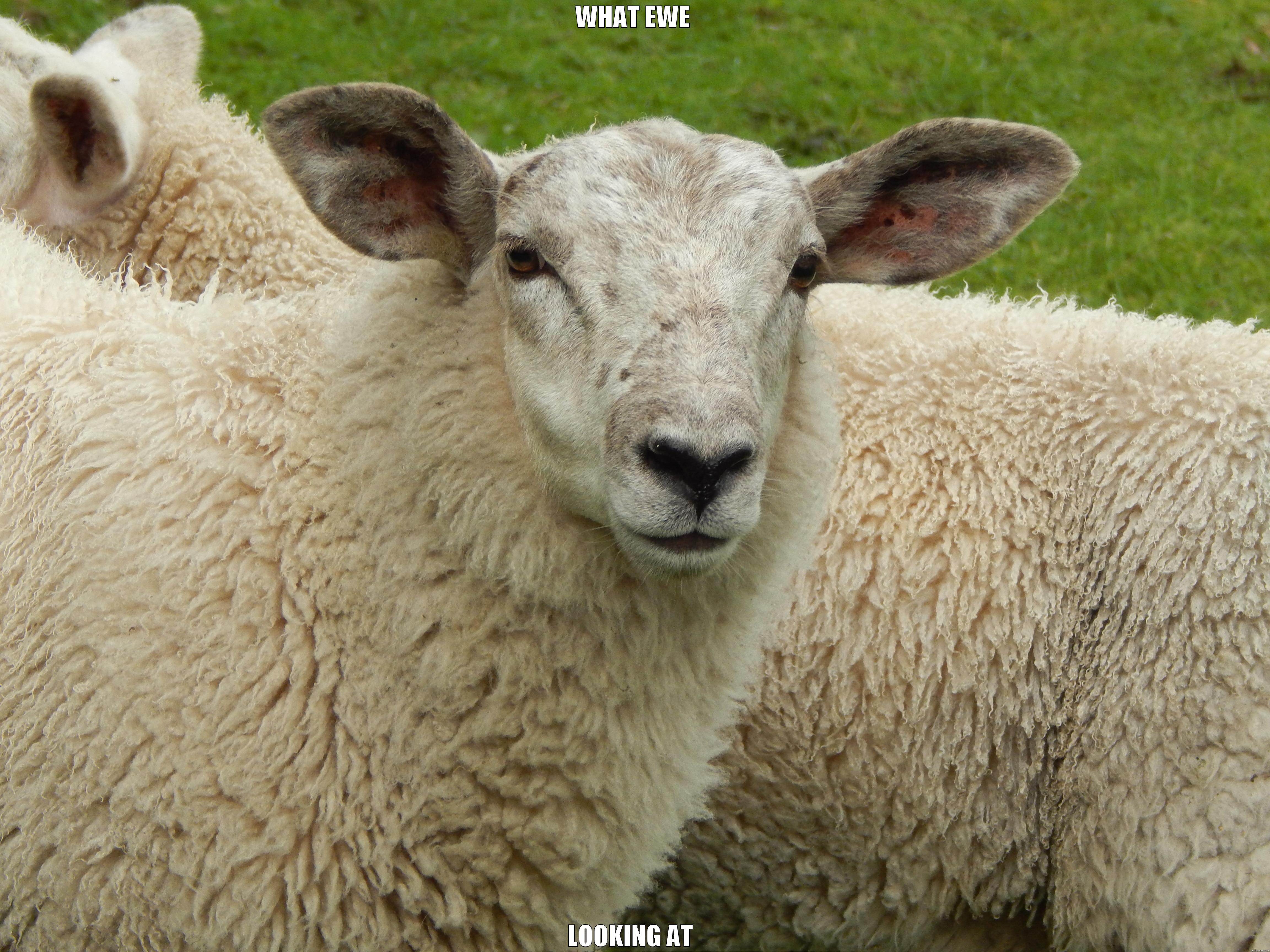 WHAT EWE LOOKING AT Misc