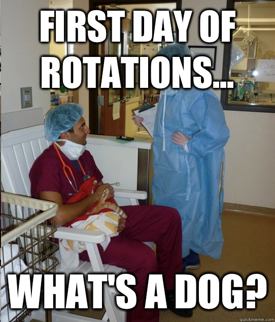 First day of rotations... What's a dog?  Overworked Veterinary Student