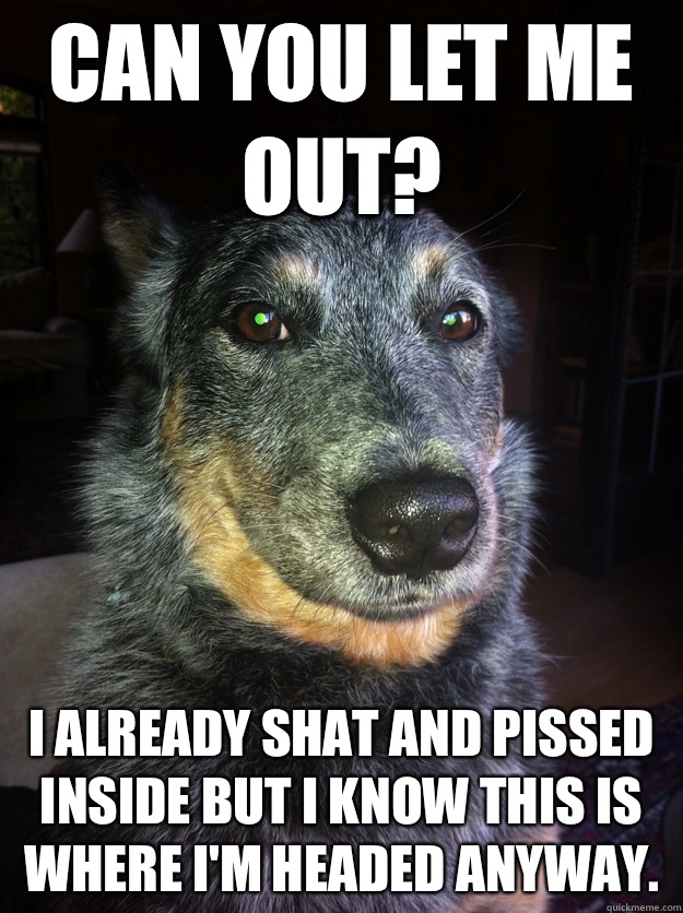 Can you let me out? I already shat and pissed inside but I know this is where I'm headed anyway. - Can you let me out? I already shat and pissed inside but I know this is where I'm headed anyway.  Sly Dog