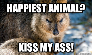 Happiest animal? Kiss my aSS! - Happiest animal? Kiss my aSS!  Unhappy Kuokka