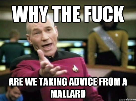 Why the fuck are we taking advice from a mallard  Annoyed Picard HD