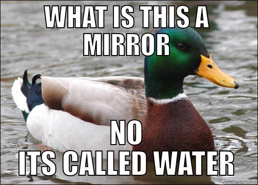WHAT IS THIS A MIRROR NO ITS CALLED WATER Actual Advice Mallard