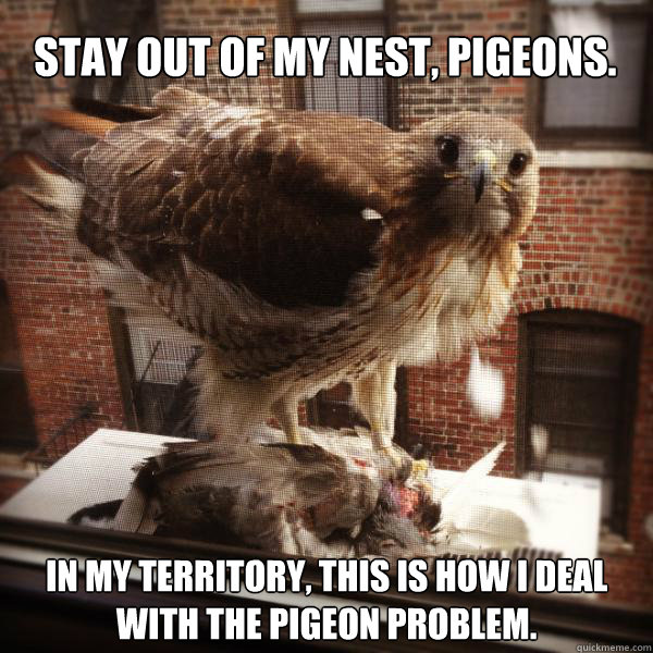 STAY OUT OF MY NEST, PIGEONS. In MY territory, this is how I deal with the PIGEON problem. - STAY OUT OF MY NEST, PIGEONS. In MY territory, this is how I deal with the PIGEON problem.  Pigeon Rant