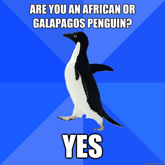 Are you an African or Galapagos penguin? yes  Socially Awkward Penguin