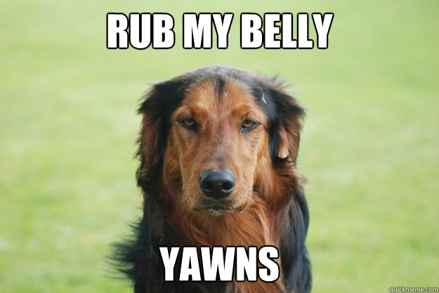Rub My belly yawns  Careless Canine