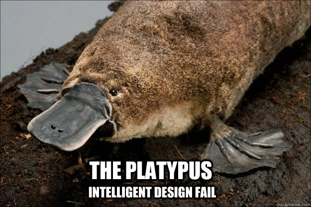 The Platypus Intelligent Design Fail  Intelligent Design Fail