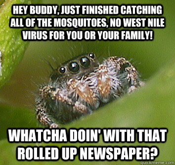 Hey buddy, just finished catching all of the mosquitoes, no West nile virus for you or your family! Whatcha doin' with that rolled up newspaper?  Misunderstood Spider