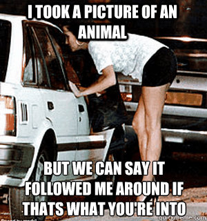 I took a picture of an animal But we can say it followed me around if thats what you're into  Karma Whore