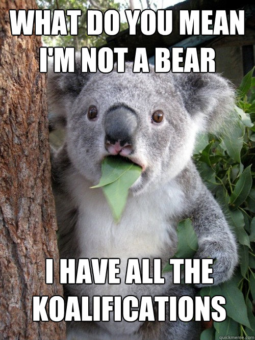 what do you mean i'm not a bear i have all the koalifications  koala bear