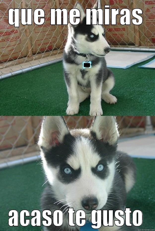 QUE ME MIRAS ACASO TE GUSTO Insanity puppy