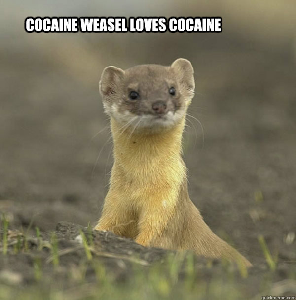 Cocaine Weasel loves cocaine  