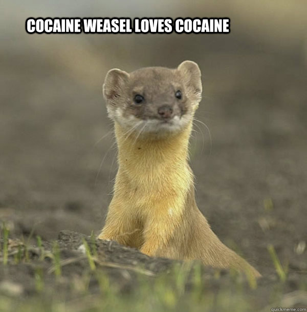 Cocaine Weasel loves cocaine - Cocaine Weasel loves cocaine  cocaine weasel