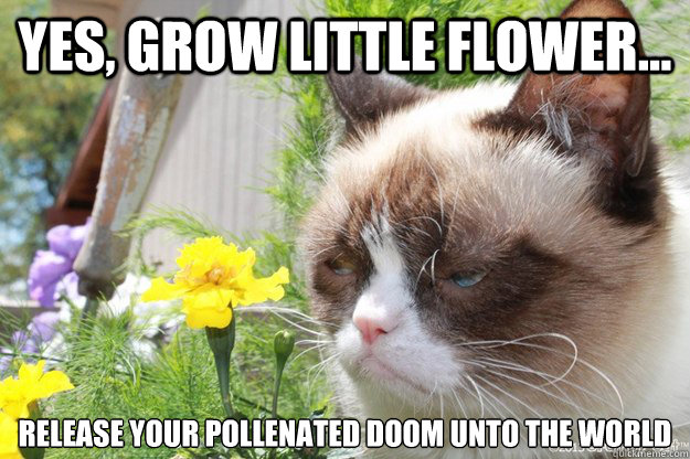 YES, grow little flower... Release your pollenated doom unto the world - YES, grow little flower... Release your pollenated doom unto the world  Grumpycat watching flowers