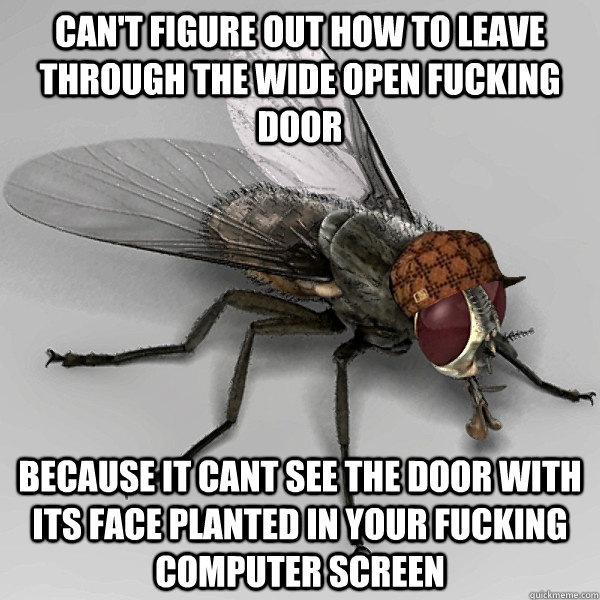 can't figure out how to leave through the wide open fucking door  because it cant see the door with its face planted in your fucking computer screen   